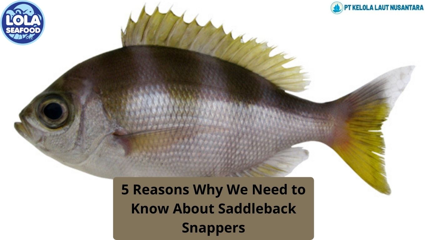 5 Reasons Why We Need to Know About Saddleback Snappers